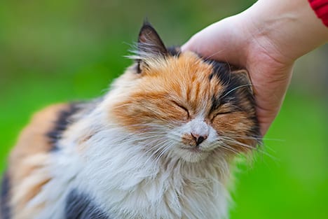 Cat being scratched by her owner