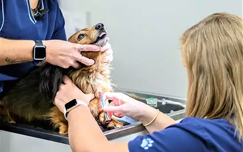 Veterinarians performing a wellness exam on a dog